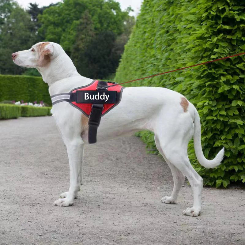 Personalized Dog Harness