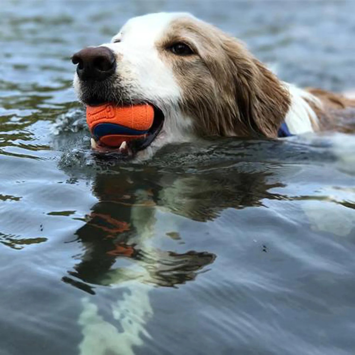 Ultra Rubber Ball Dog Toy